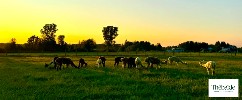 Ferme thébaïde - bannière